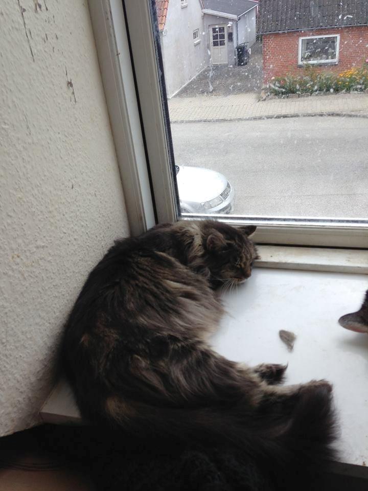 Blanding af racer janni billede 3