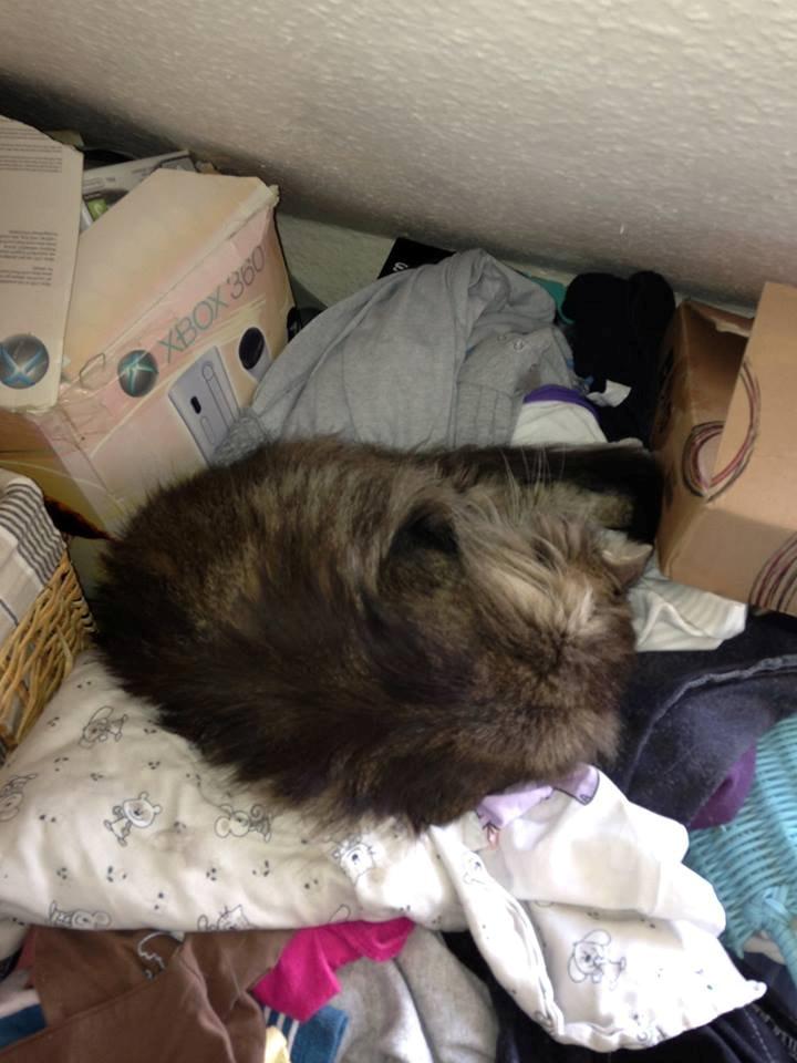 Blanding af racer janni billede 6