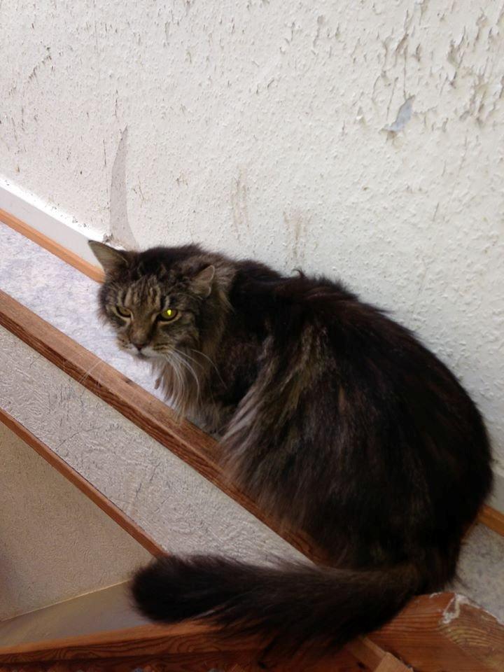 Blanding af racer janni billede 1