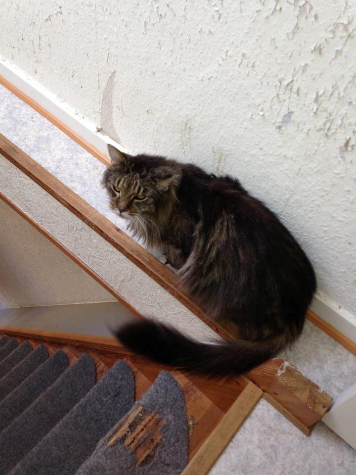 Blanding af racer janni billede 4