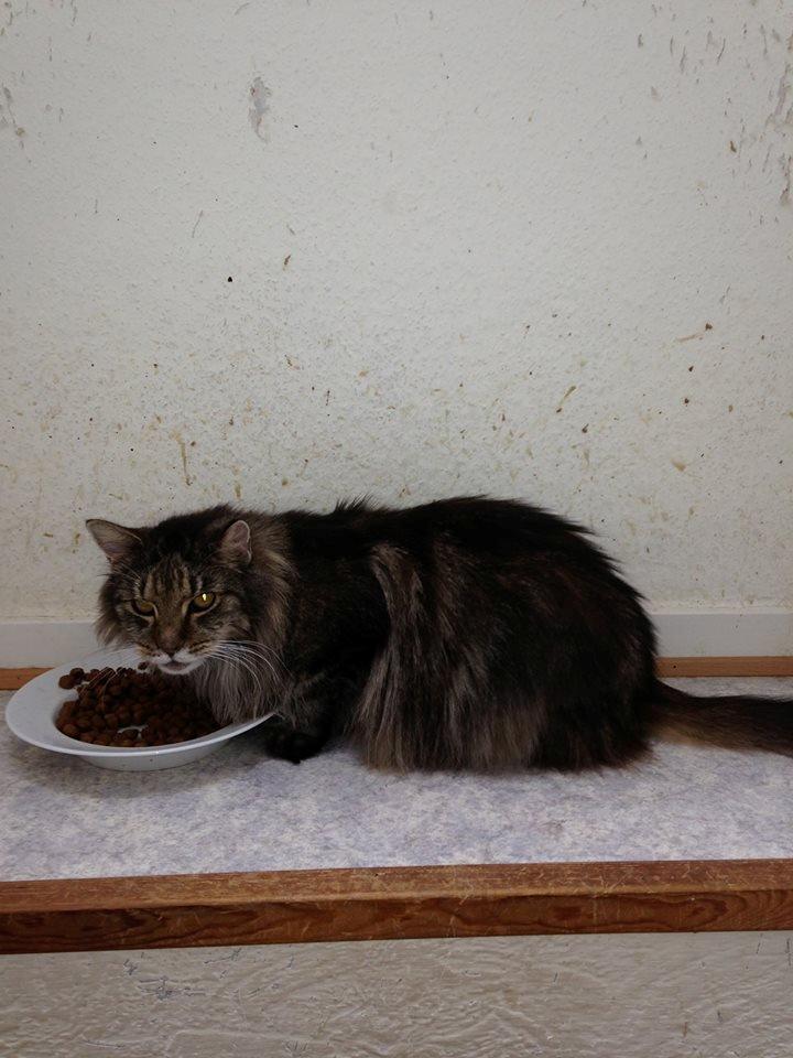 Blanding af racer janni billede 5