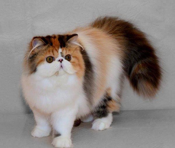 Perser Dark Diamond Lolita billede 2