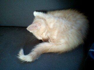 Huskat rødmis - det hans sjove måde at sove på ;b billede 12