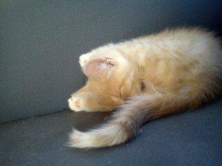 Huskat rødmis - så sover vi hehe billede 13