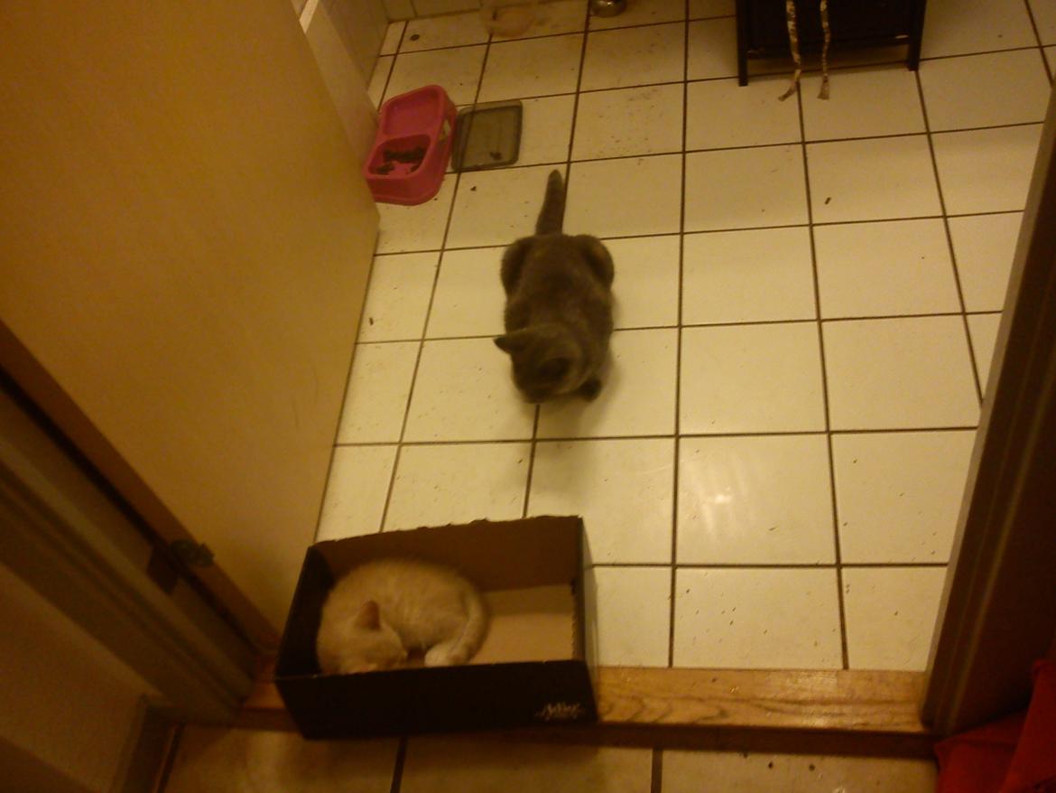 Blanding af racer lille fizzen billede 25