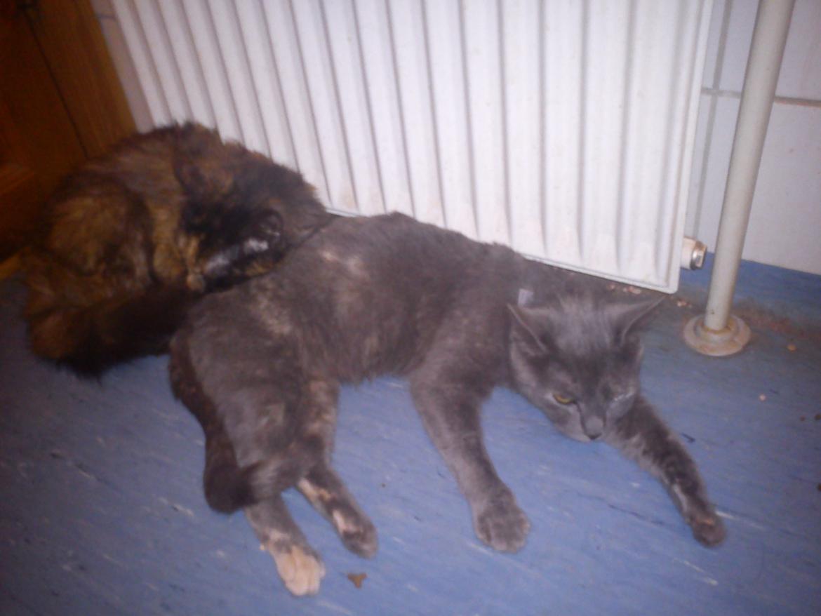 Blanding af racer lille fizzen billede 17