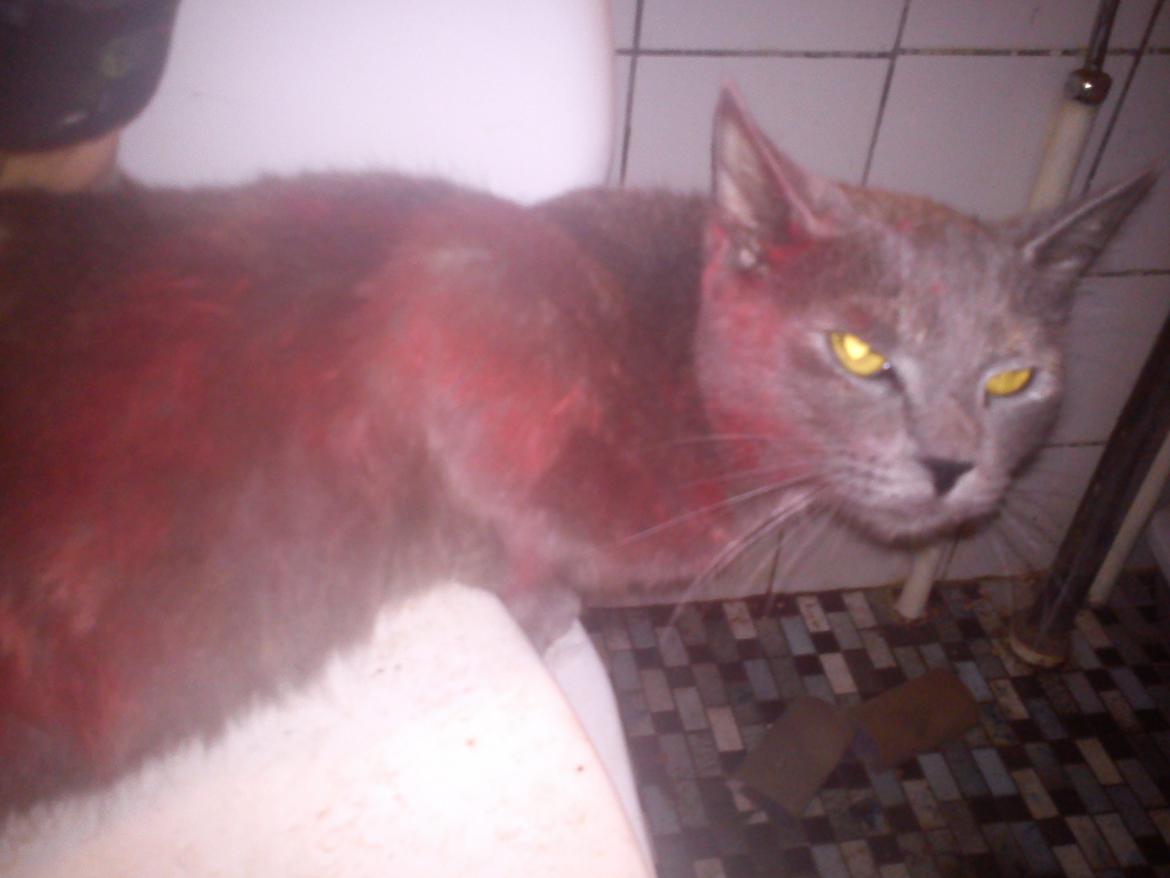 Blanding af racer lille fizzen - fizzen løb ind i min maler spand hehe billede 18