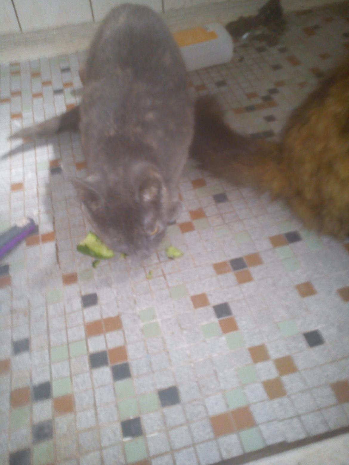 Blanding af racer lille fizzen - mmhh agurk :) billede 19