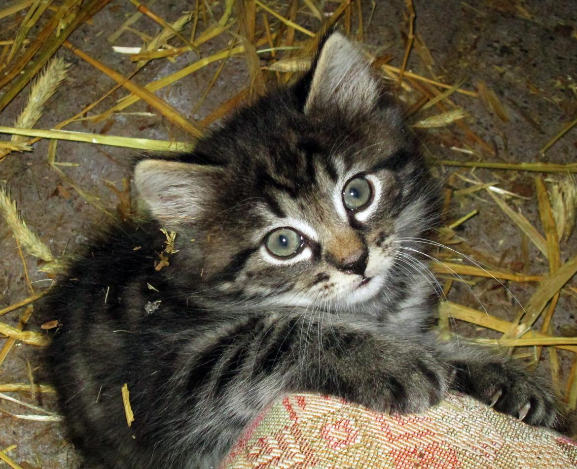 Blanding af racer Ulle billede 1