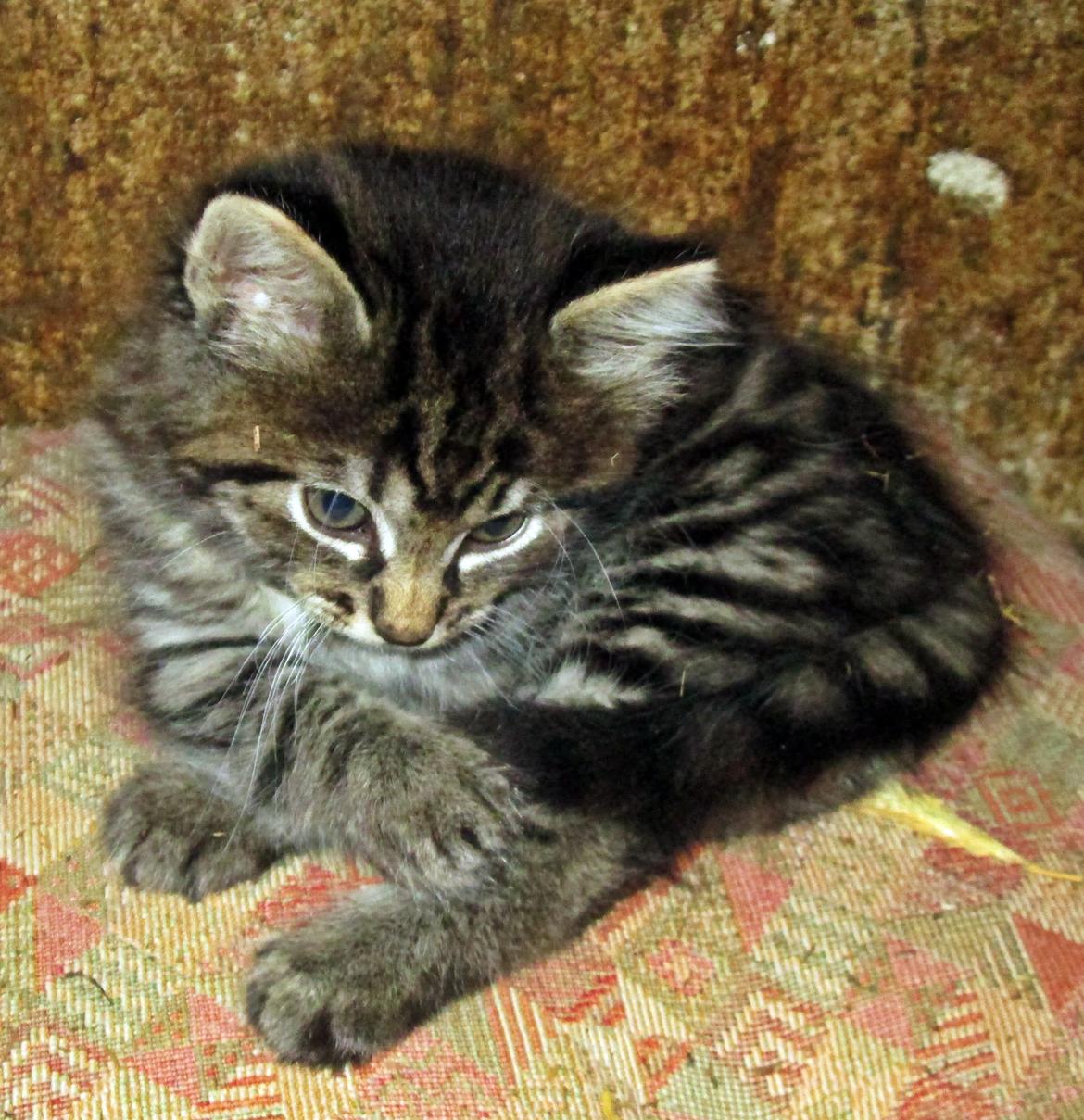 Blanding af racer Ulle billede 2