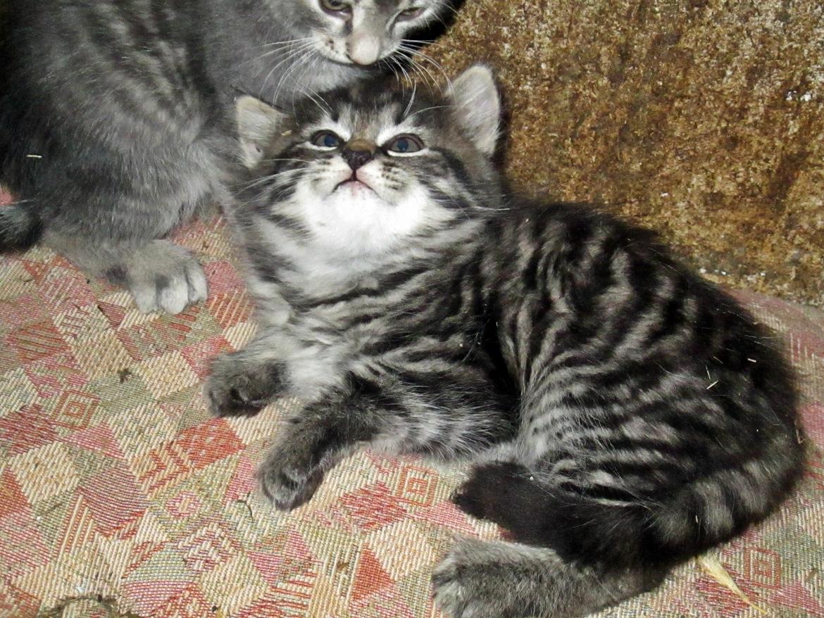 Blanding af racer Ulle billede 3