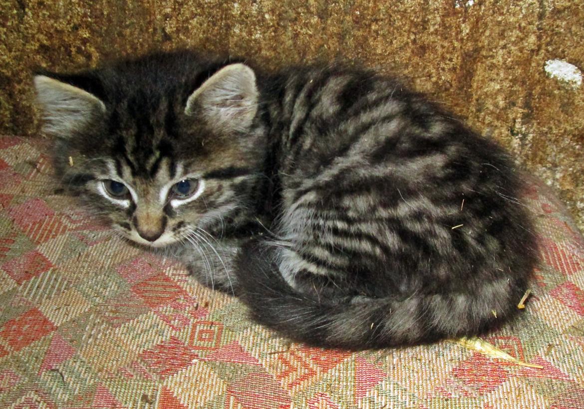 Blanding af racer Ulle billede 4