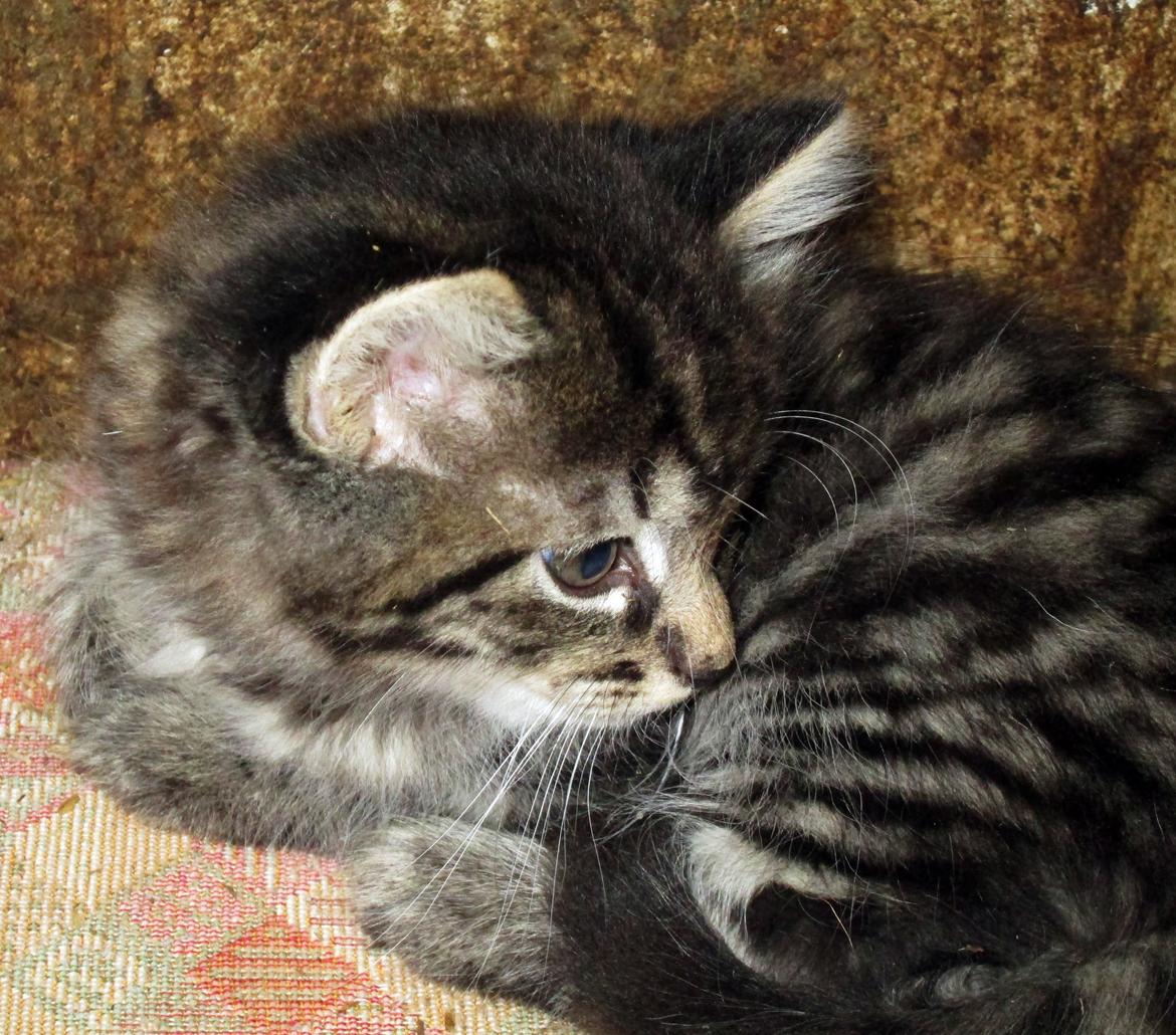 Blanding af racer Ulle billede 5