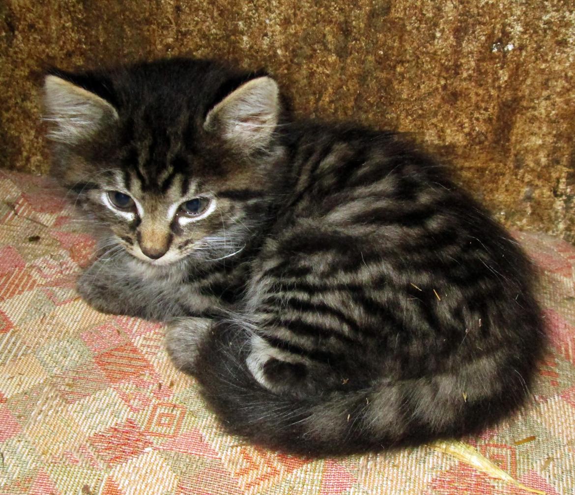 Blanding af racer Ulle billede 6