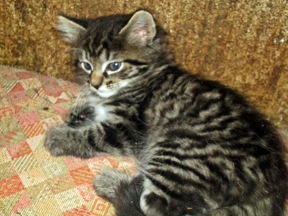 Blanding af racer Ulle billede 7