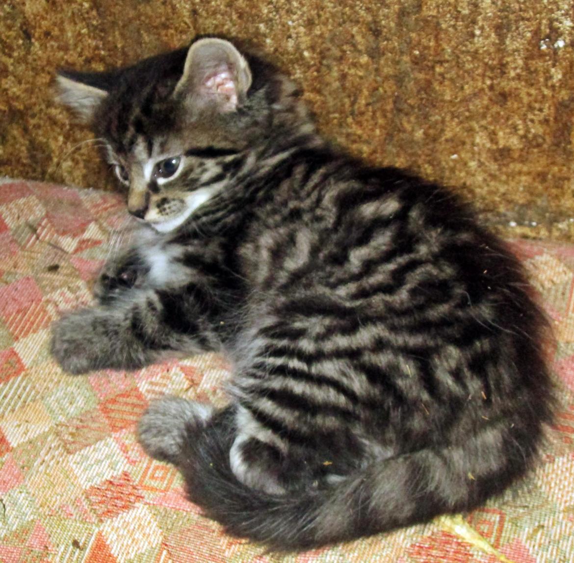 Blanding af racer Ulle billede 8