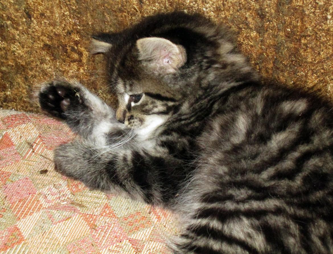 Blanding af racer Ulle billede 9