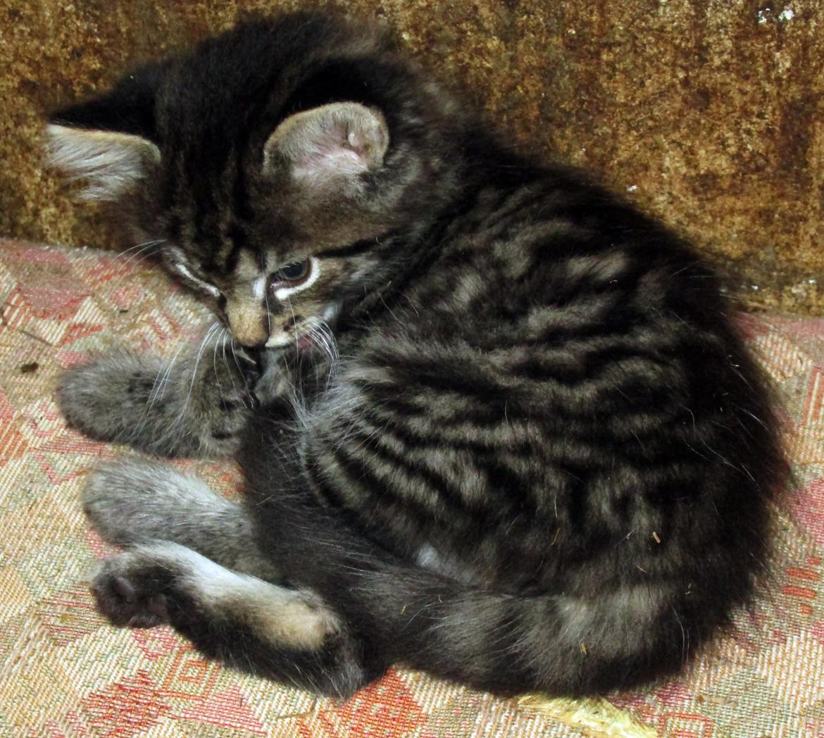 Blanding af racer Ulle billede 10