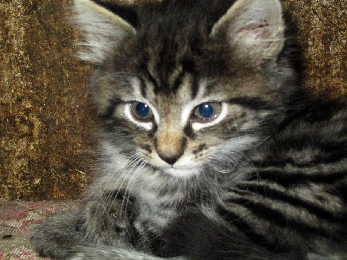 Blanding af racer Ulle billede 11