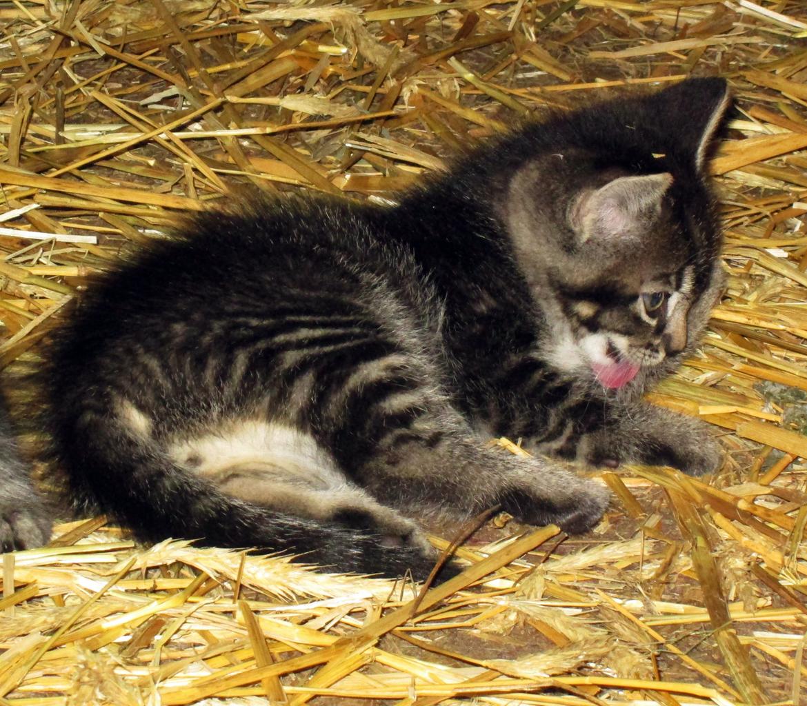 Blanding af racer Ulle billede 12