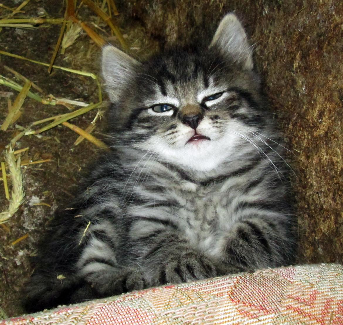 Blanding af racer Ulle billede 13