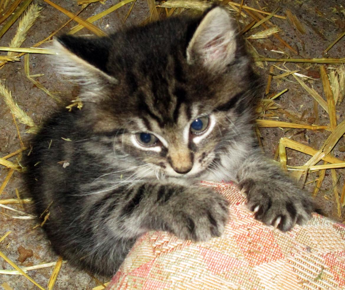 Blanding af racer Ulle billede 14