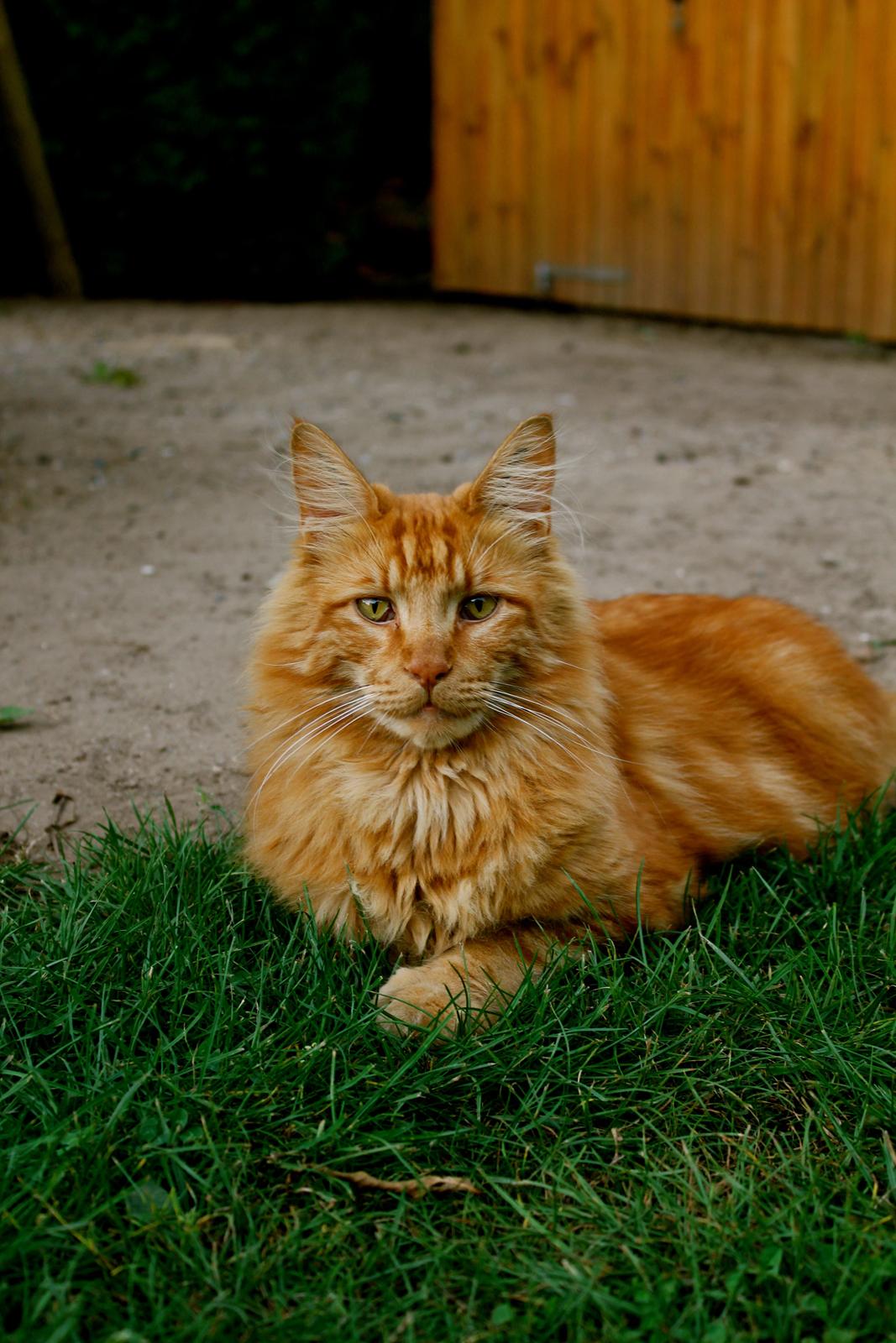 Maine Coon Baloue billede 1