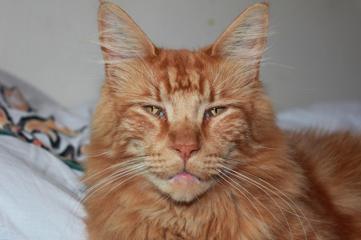 Maine Coon Baloue billede 6