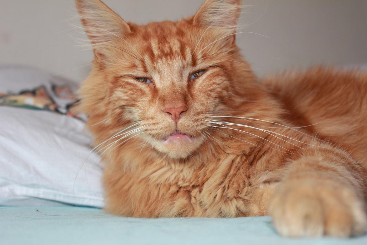 Maine Coon Baloue billede 11