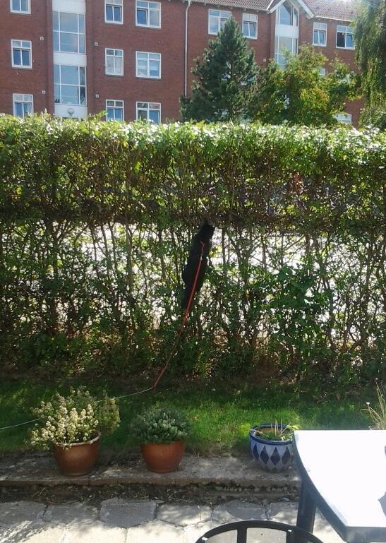 Blanding af racer Mille - Prøver at fange fugle i hegnet billede 12