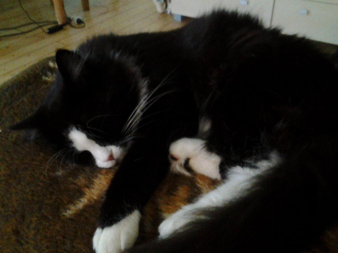 Blanding af racer Mille billede 14