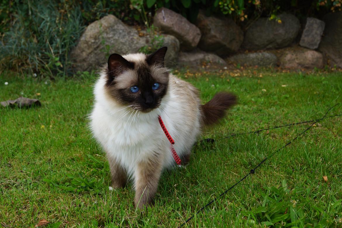 Hellig Birma Pifuni´s Emily billede 27