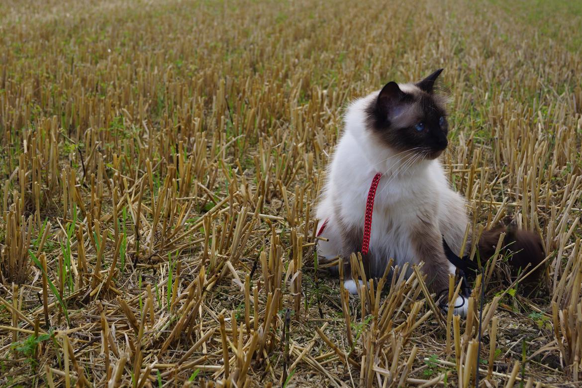 Hellig Birma Pifuni´s Emily billede 6