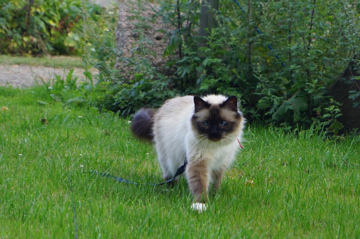 Hellig Birma Pifuni´s Emily billede 4