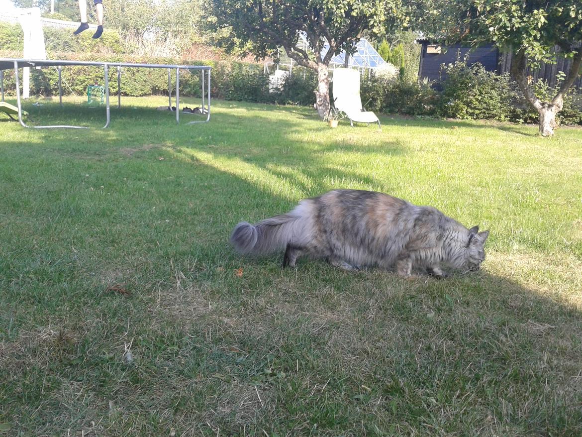 Maine Coon Zion billede 15