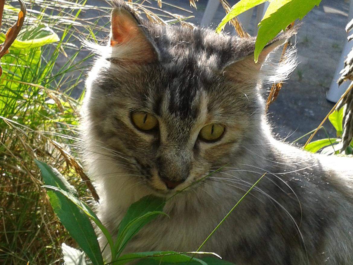 Maine Coon Zion billede 17