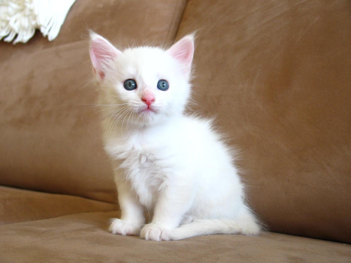 Maine Coon Sahara (SOLGT) -  5 uger 1 dag - 23.08.2013  billede 9