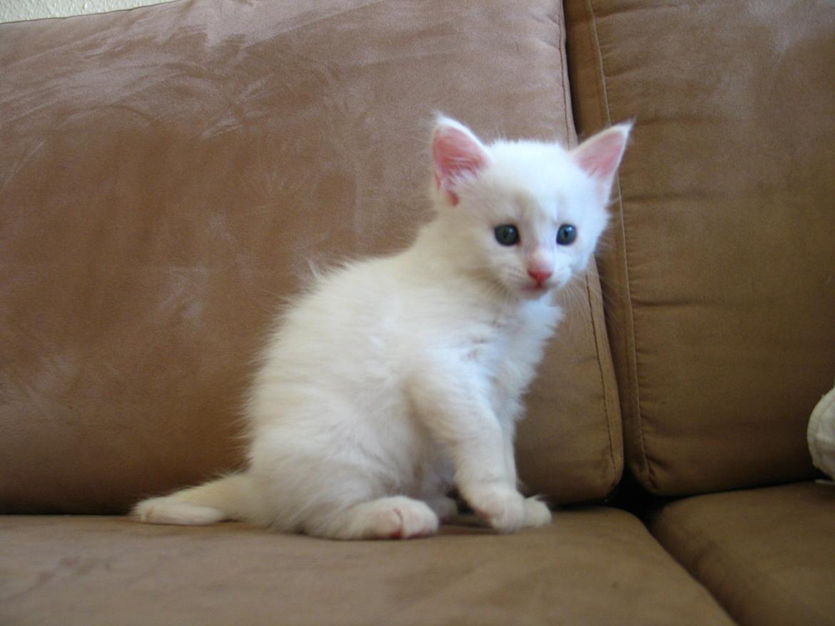 Maine Coon Sahara (SOLGT) -  5 uger 1 dag - 23.08.2013  billede 6