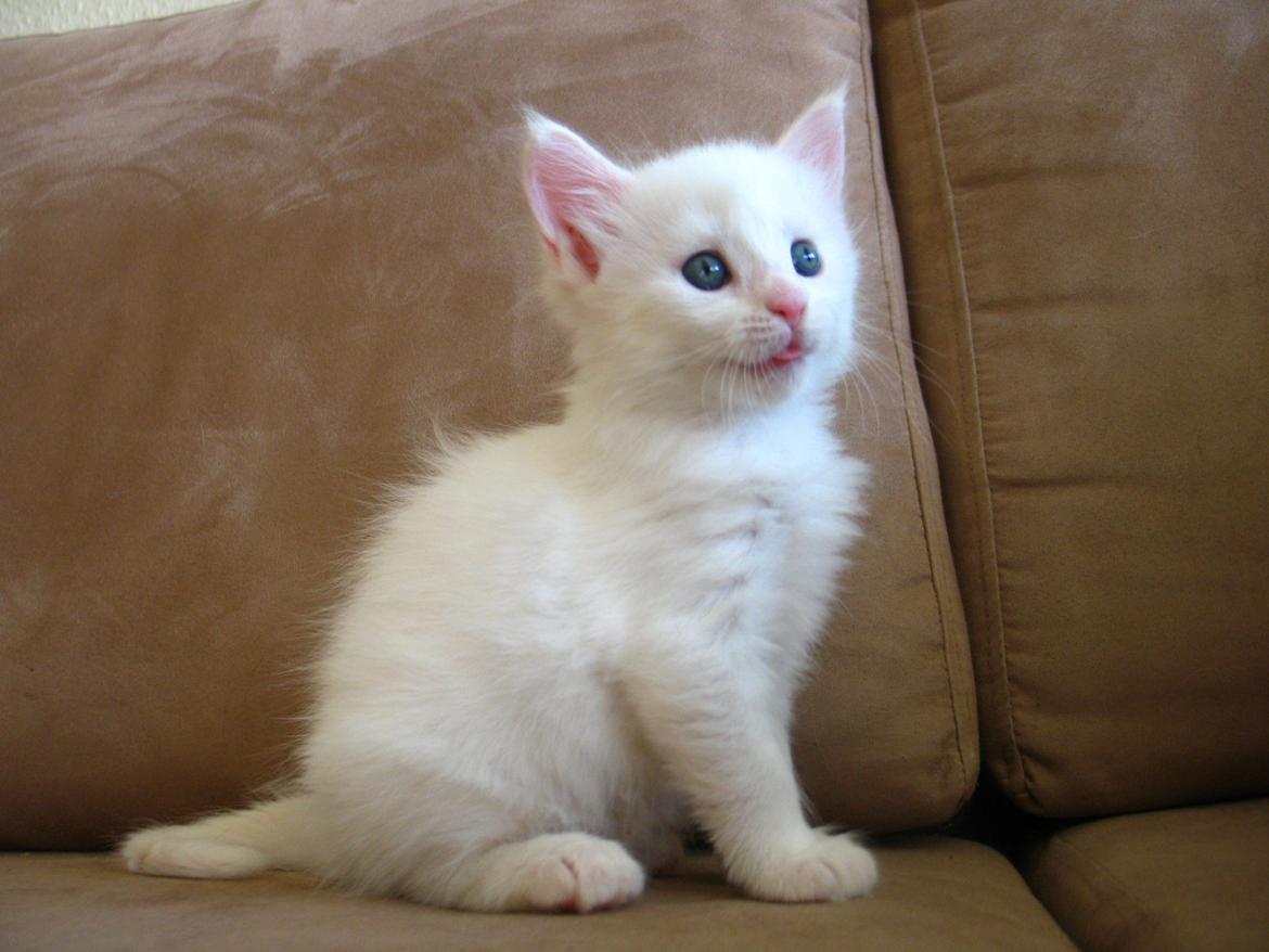 Maine Coon Sahara (SOLGT) -  5 uger 1 dag - 23.08.2013  billede 8