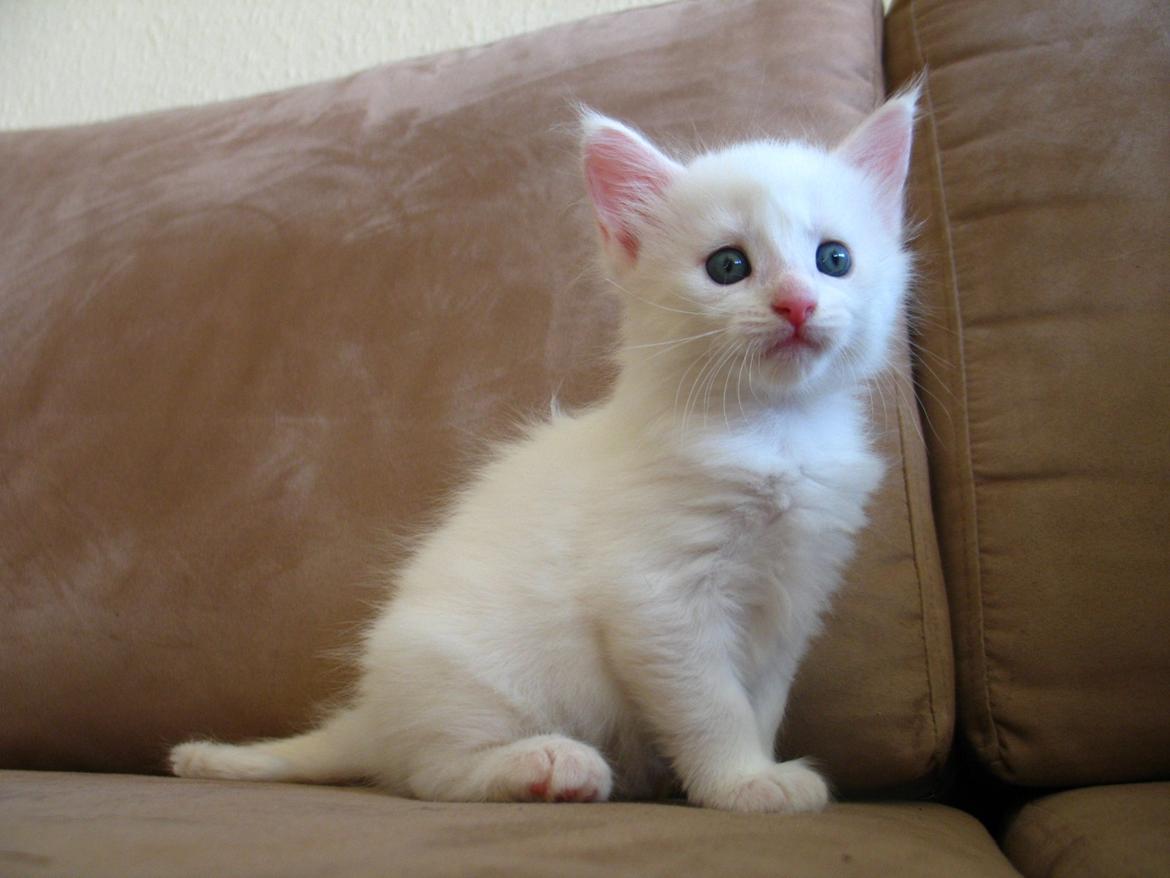 Maine Coon Sahara (SOLGT) -  5 uger 1 dag - 23.08.2013  billede 5