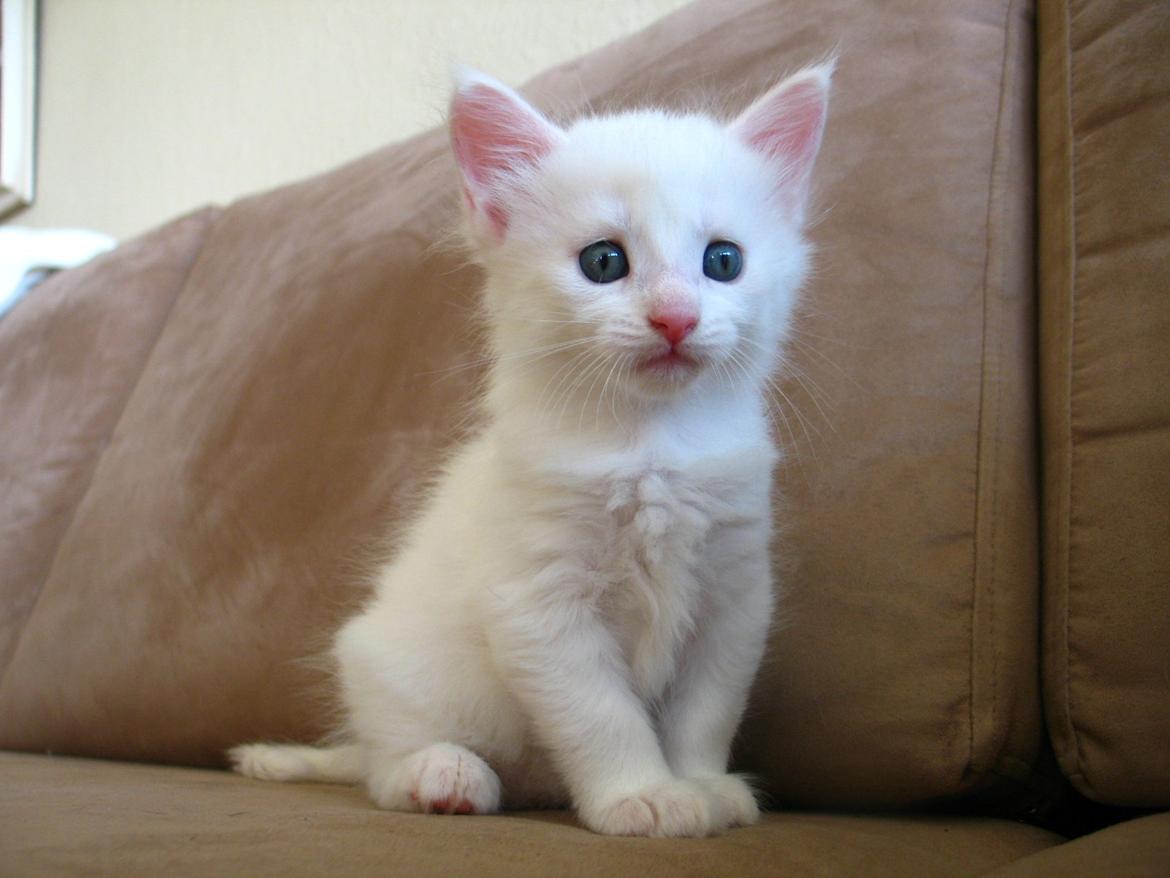 Maine Coon Sahara (SOLGT) -  5 uger 1 dag - 23.08.2013  billede 7