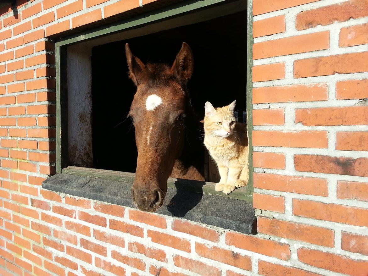 Huskat Røde Mis billede 2