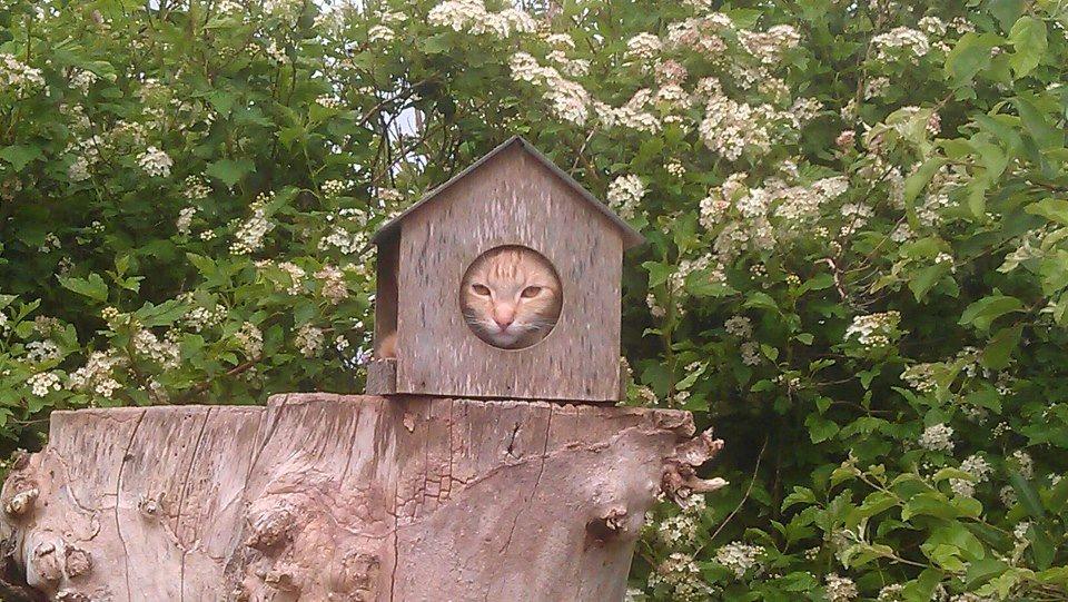 Huskat Røde Mis billede 1