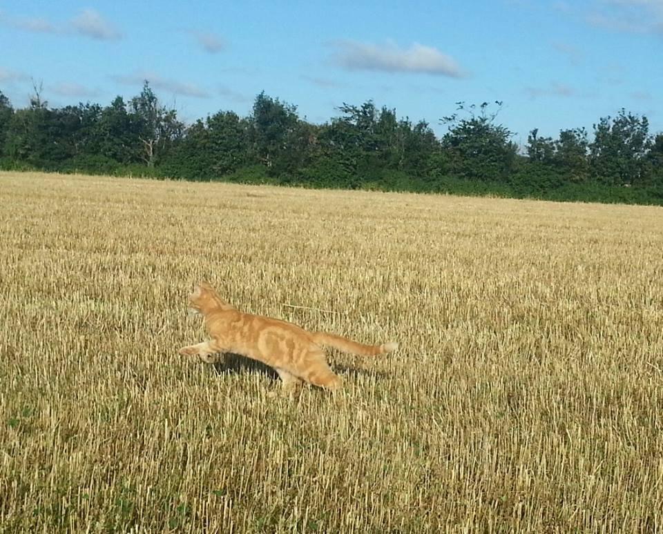 Huskat Røde Mis billede 3