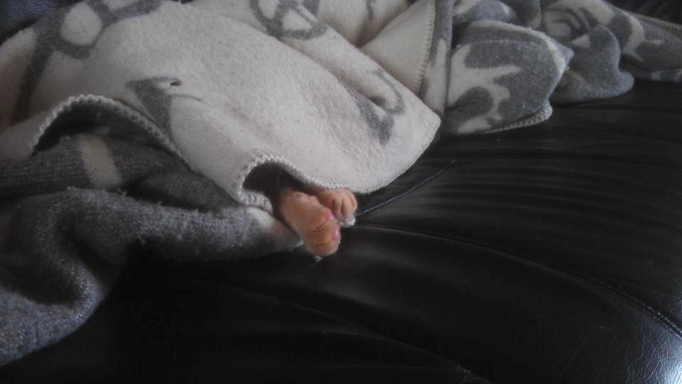 Huskat Røde Mis billede 4