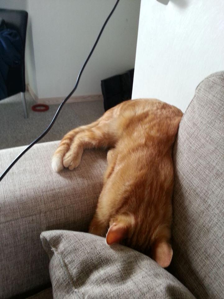 Huskat Røde Mis billede 5