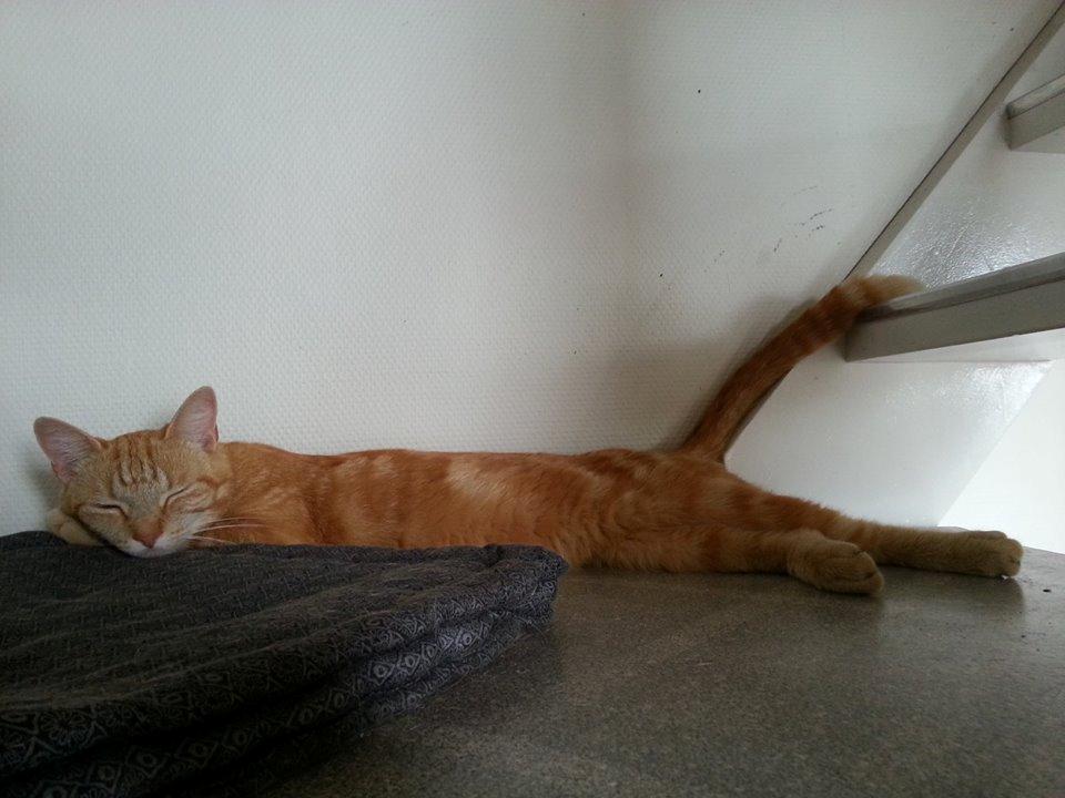 Huskat Røde Mis billede 7