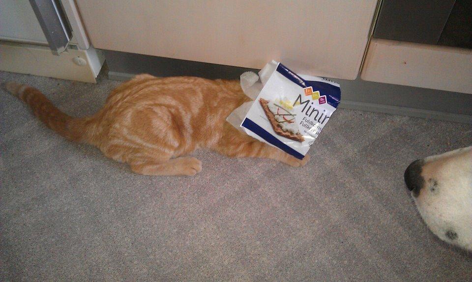 Huskat Røde Mis billede 8