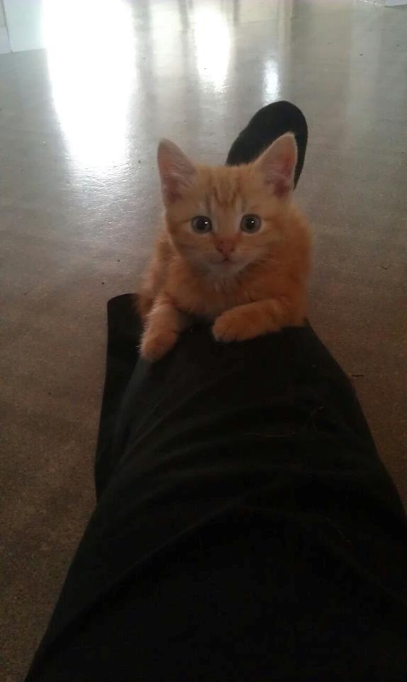 Huskat Røde Mis billede 9