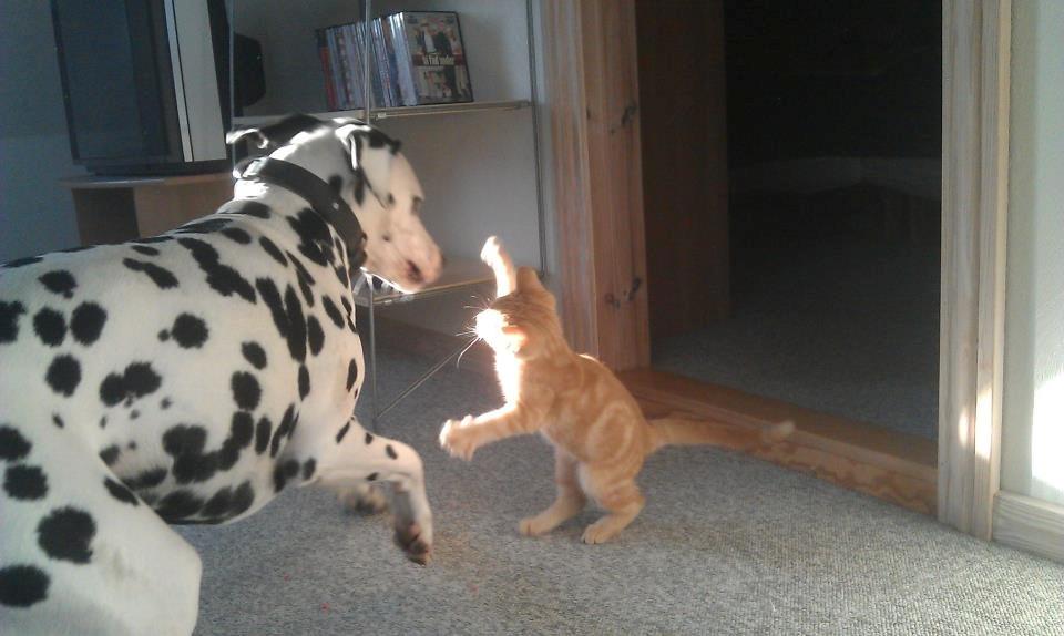 Huskat Røde Mis billede 10